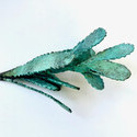 <i>Saw tooth Banksia #1</i>  2025, Bronze (unique). Moulage  la cire perdue(Lost wax casting), Verdigris, L25 x H11 x W10